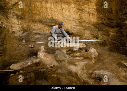 Le paléontologue Iwan Kurniawan travaille sur le site d'excavation d'un éléphant éteint, Elephas hysudrindicus, à Blora, dans le centre de Java, en Indonésie. Banque D'Images