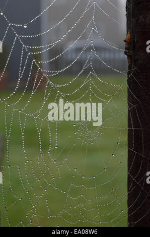 Spiders web sur une clôture dans la brume avec les gouttelettes d'eau Banque D'Images