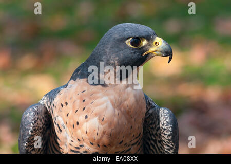 Profil de l'oiseau ou le faucon pèlerin (Falco peregrinus) Banque D'Images