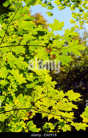 L'automne arbre coloré en parc. Le Parc de la Gatineau, Québec Banque D'Images