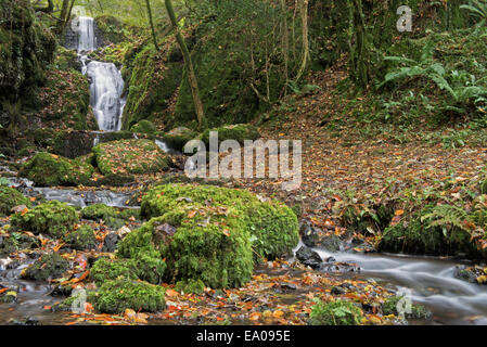 Clampitt Falls partie du Canonteign Falls système Cascade en automne près de Chudleigh, Dartmoor National Park, Devon, Angleterre. Banque D'Images