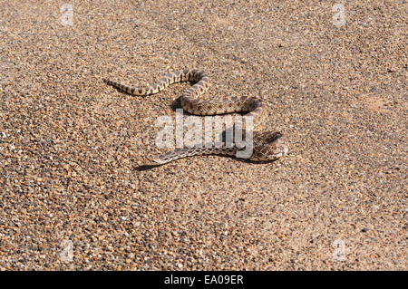 Serpent, taureau Pituophis catenifer, traversant une route, Badlands, Dakota du Nord, USA Banque D'Images