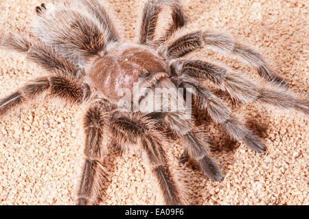 Aux cheveux rose rose chilien ou tarantula tarantula, Grammostola rosea, originaire de chili Banque D'Images