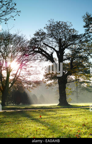 Un matin d'automne brumeux dans Wardown Park, Luton Banque D'Images