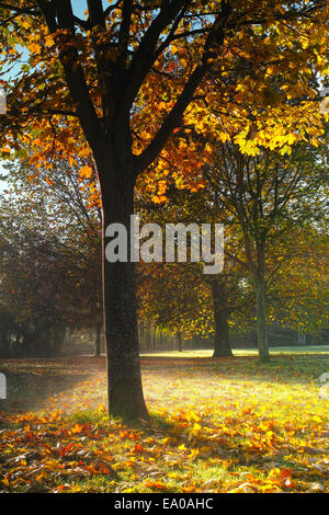 Un matin d'automne brumeux dans Wardown Park, Luton Banque D'Images
