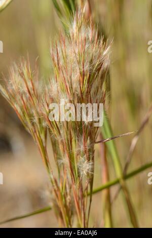 Les herbes des prairies, le barbon touffue Banque D'Images