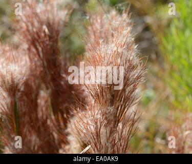 Les herbes des prairies, le barbon touffue Banque D'Images