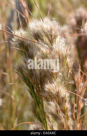 Les herbes des prairies, le barbon touffue Banque D'Images