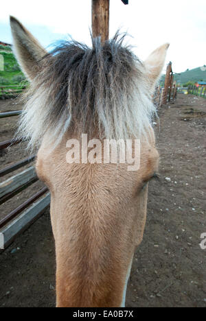 Norwegian fjord horse ranch au Montana dans SW Banque D'Images