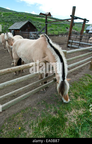 Norwegian Fjord Horse Ranch à pâturage dans SW Montana Banque D'Images