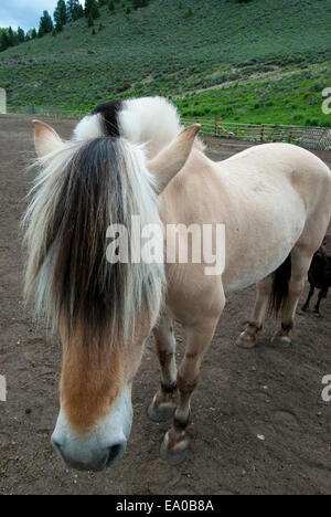 Norwegian fjord horse ranch au Montana dans SW Banque D'Images