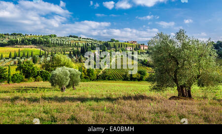 Oliviers et vignobles en Toscane Banque D'Images