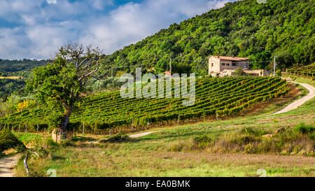 Des champs et des vignes dans la campagne toscane, Banque D'Images