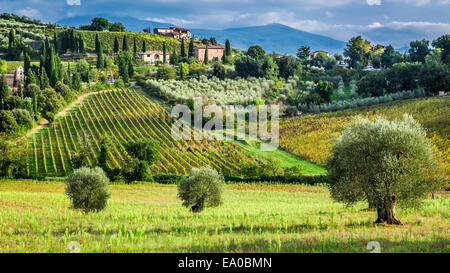 Vignobles et d'arbres dans un petit village, Toscane Banque D'Images