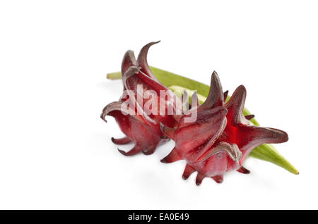 Roselle et Okra isolé sur fond blanc Banque D'Images