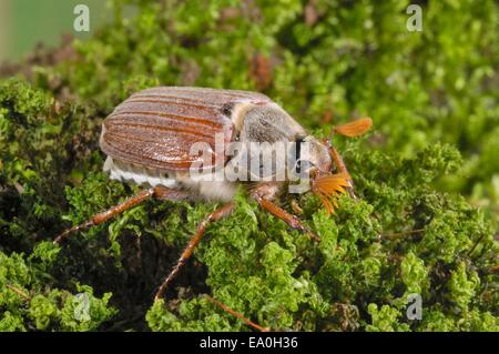 Cockchaffer - Bug peut commun (Melolontha melolontha) sur mousse Banque D'Images