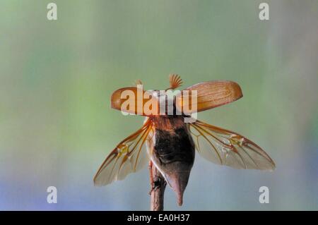 Cockchaffer - Bug peut commun (Melolontha melolontha) sur une tige - taking off Banque D'Images