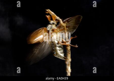 Cockchaffer - Bug peut commun (Melolontha melolontha) dans la nuit Banque D'Images