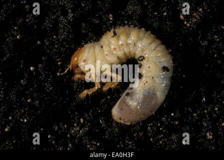 Cockchaffer - Bug peut commun (Melolontha melolontha) larve vivant dans le sol Banque D'Images