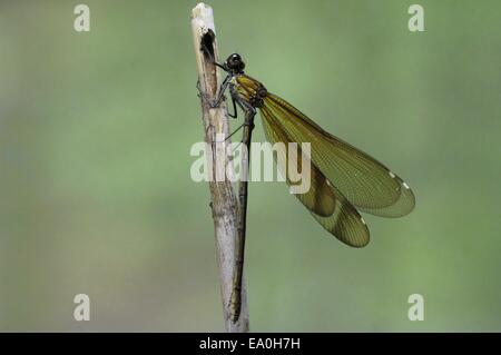 Western - Demoiselle à queue jaune Demoiselle (Calopteryx xanthostoma) en été Banque D'Images