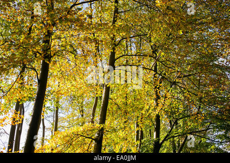 Lumière du soleil à travers les hêtres en automne. UK Banque D'Images