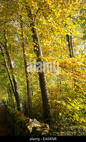 Lumière du soleil à travers les hêtres en automne. UK Banque D'Images