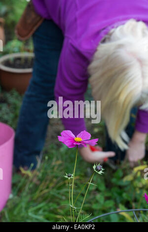 Cosmos fleur en face d'un centre d'jardinier plantes mortes et les mauvaises herbes du jardin en automne Banque D'Images