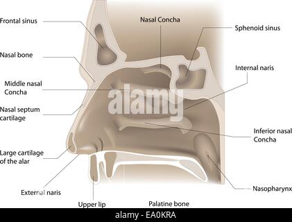 Vector illustration de l'anatomie du nez sur fond blanc Illustration de Vecteur