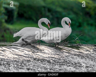 Cygne tuberculé sauvage [Cygnus olor] couple nicheur, preen à l'unisson à la Weir edge. Banque D'Images