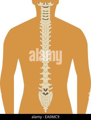 Les droits de l'ossature avec spine vecteur illustration Illustration de Vecteur