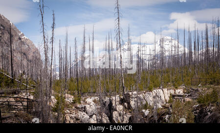 En chemin, Canyon Parc National de Kootenay en Colombie-Britannique, au Canada, en Amérique du Nord. Banque D'Images