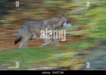 Le loup gris d'Europe Banque D'Images