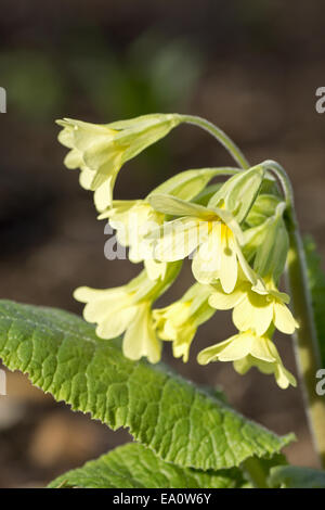 Coucou bleu commun (primula veris) Banque D'Images