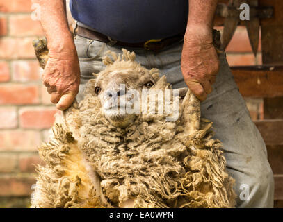 Farmer holding mouton par les bras avant le cisaillement Banque D'Images