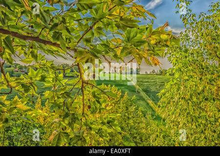 Des fleurs, des mauvaises herbes vertes, de feuilles, de plantes et d'arbres sur les vignes cultivées sur des collines en campagne italienne la petite vil Banque D'Images