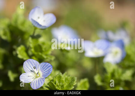 Véronique veronica persica (hiver) Banque D'Images