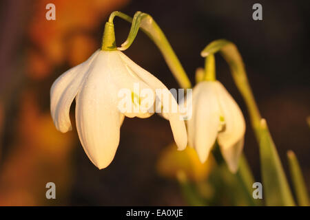 Perce-neige Banque D'Images