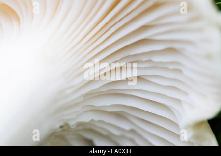 Un russulla rusulla face inférieure des champignons russula montrant les branchies blanches Banque D'Images