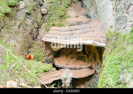 Fomes fomentarius un type commun de champignon, poussant sur un arbre Banque D'Images