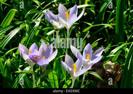 Les Crocus sauvages au printemps Banque D'Images