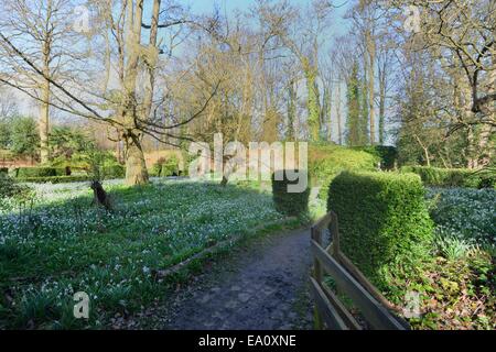 Perce-neige dans le jardin Banque D'Images