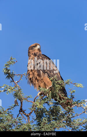Aigle (Aquila rapax), Kgalagadi Transfrontier Park, Afrique du Sud Banque D'Images
