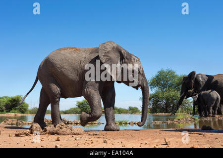 L'éléphant africain (Loxodonta africana), bébé à Waterhole, Madikwe game reserve, Province du Nord-Ouest, Afrique du Sud Banque D'Images