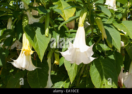 Angel's Trumpet, Engelstrompete Engels-Trompete, Kulturform, Brugmansia, spec., trompette des anges Banque D'Images