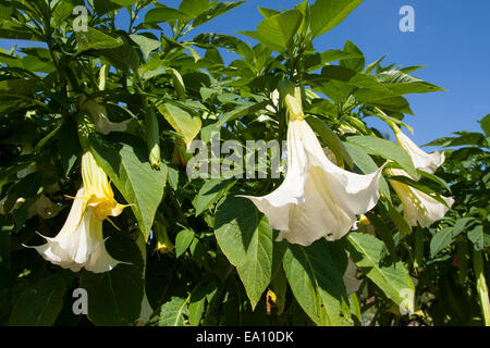 Angel's Trumpet, Engelstrompete Engels-Trompete, Kulturform, Brugmansia, spec., trompette des anges Banque D'Images