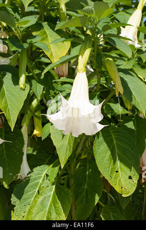 Angel's Trumpet, Engelstrompete Engels-Trompete, Kulturform, Brugmansia, spec., trompette des anges Banque D'Images