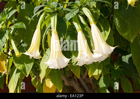 Angel's Trumpet, Engelstrompete Engels-Trompete, Kulturform, Brugmansia, spec., trompette des anges Banque D'Images