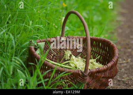 Herbes sauvages comestibles Banque D'Images