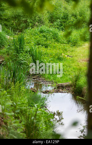 Herbes sauvages comestibles Banque D'Images