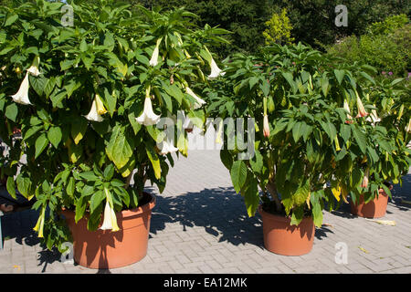 Angel's Trumpet, Engelstrompete Engels-Trompete, Kulturform, Brugmansia, spec., trompette des anges Banque D'Images